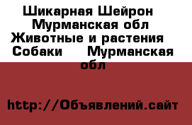 Шикарная Шейрон - Мурманская обл. Животные и растения » Собаки   . Мурманская обл.